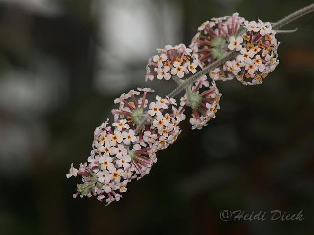 Buddleja farreri2.JPG - Buddleja farreri / Schmetterlingsstrauch / Botanika Bremen